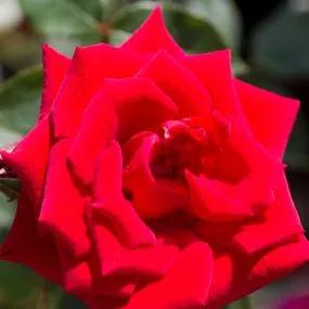 Love Knot Climbing Rose (Rosa Love Knot) 1